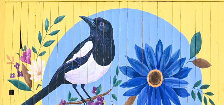 This image shows the “The High Level Magpie” is a depiction of the essential Edmonton bird pica hudsonia (aka the magpie) created by Ashley Rosenow of Illustrious Interiors as part of the mural that envelops the exterior of The Highlevel Diner.